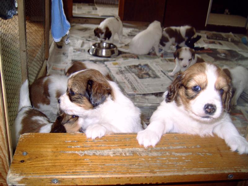 Puppies